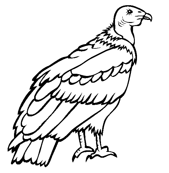 imagini de colorat condor